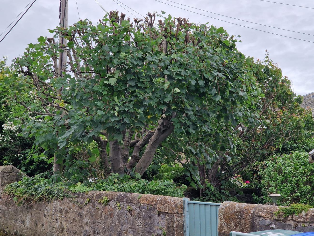 A mature sycamore cut back hard and reshaping well the following season.