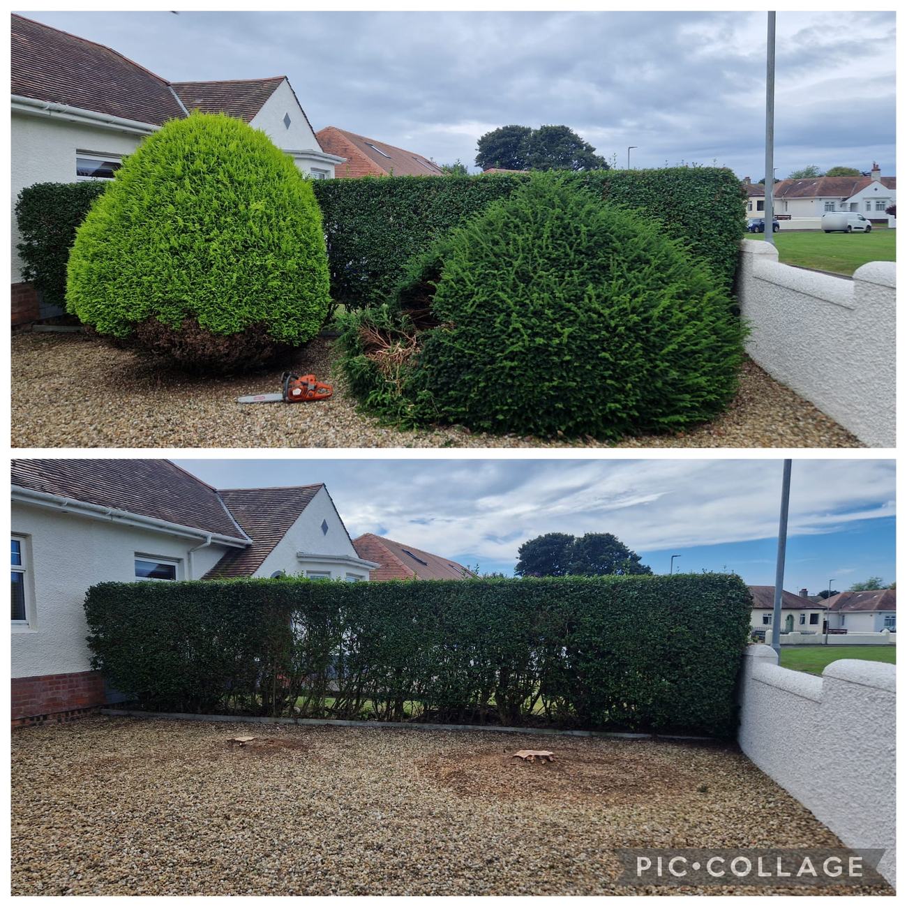 Overgrown conifers removed and the hedge cut level, shown before and after.
