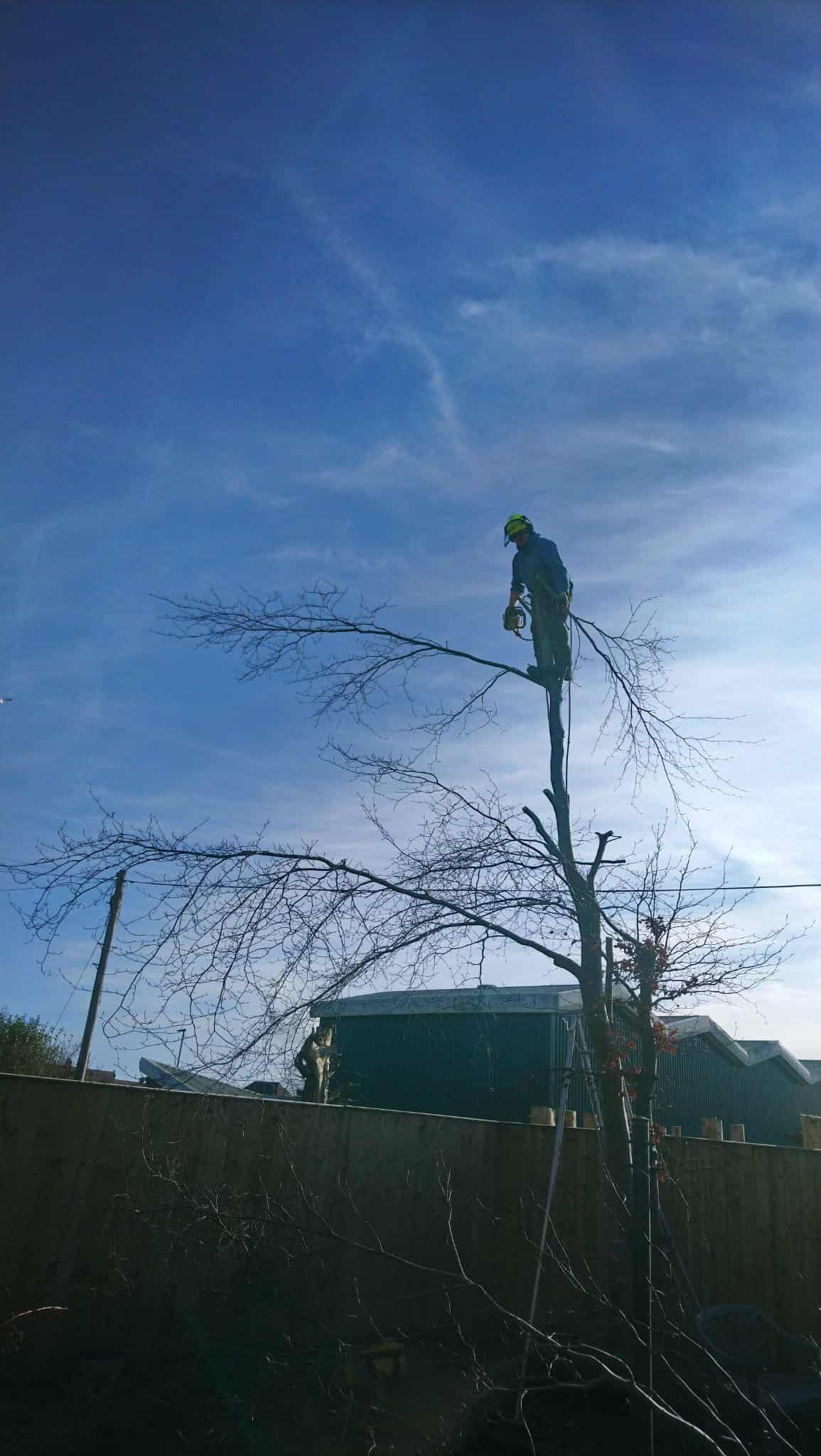 Gordon roped into the top of a tall tree, taking it down section by section.