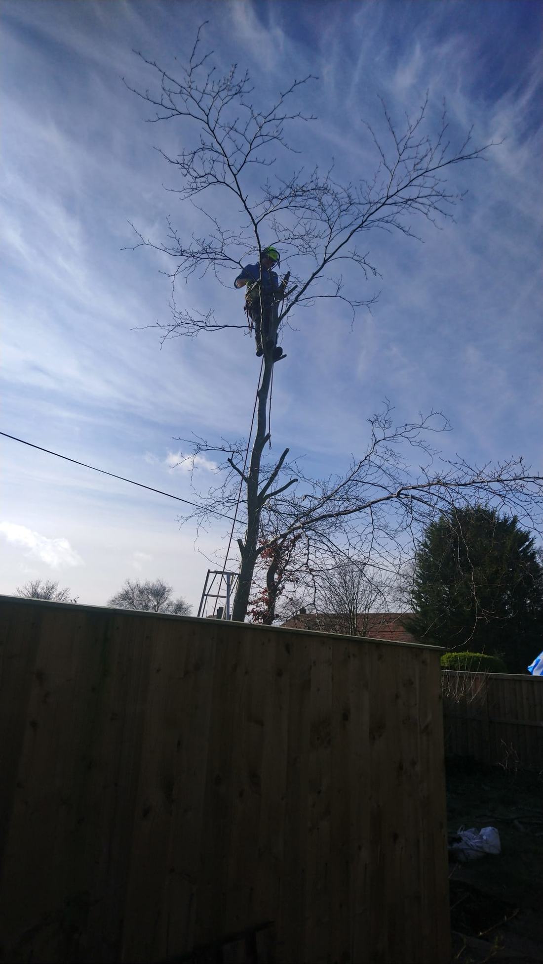 Tree being dismantled in sections from the top down.